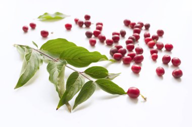 Cornus mas beyaz bir arka plan üzerinde. Cornelian kiraz veya Avrupa cornel da genellikle yabani kırmızı meyve ile bir çalı olduğunu. Aynı zamanda şifalı bitkilerden biridir..