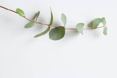 Çerçeve, yeşil okaliptüs yapraklarından yapılmış köşe ve beyaz arka planda dallar. Çiçek kompozisyonu. Dişi stili stok düz görünüm, üst görünüm. Boşluğu kopyala.