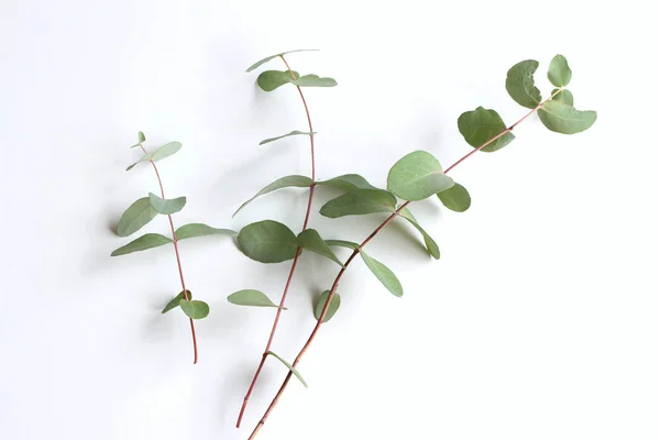 Frame, corner made of green Eucalyptus leaves and branches on white background. Floral composition. Feminine styled stock flat lay image, top view. Copy space. — Stock Photo, Image