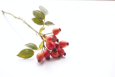 Beyaz masa arka plan üzerinde kırmızı gül-kalça ile Sonbahar kompozisyon. Sonbahar, Cadılar Bayramı ve Şükran Günü tasarımı.