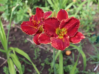 Lüks çiçek Daylily , Hemerocallis bahçede, yakın çekim. Yenilebilir çiçek. Daylilies çok yıllık bitkilerdir. Sadece 24 saat çiçek açıyorlar..