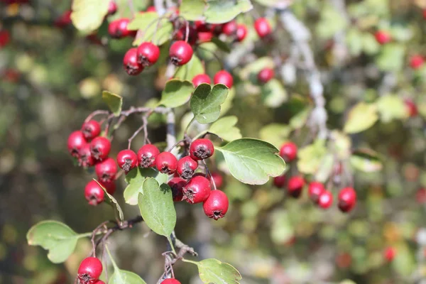 Baies rouges vives et feuilles vertes sur une branche d'aubépine en automne. . — Photo