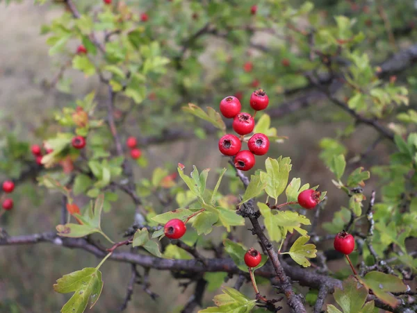 Baies rouges vives et feuilles vertes sur une branche d'aubépine en automne. . — Photo