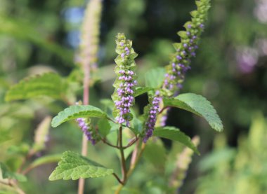 Vietnam balsam veya Vietnam limon nane. Yaygın Vietnam mutfağında, sadece onun koku için değil, aynı zamanda yararlı sindirim etkileri için kullanılır. Kolik ve mide rahatsızlığını tedavi eder..