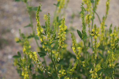 Sarı Melilotus officinalis, beyaz arka plan üzerinde sarı tatlı yonca olarak bilinir. Bitkilerin karakteristik bir tatlı kokusu vardır. Tıbbi bitki.