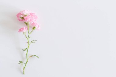 Küçük pembe güller Beyaz ahşap masa üzerinde. Nazik Romantik arka plan. Çiçek arka plan. Üstten görünüm, düz yatıyordu. Çiçekler, bahar, yaz konsepti. . Romantizm ve aşk kart kavramı. Metniniz için boş alanı.