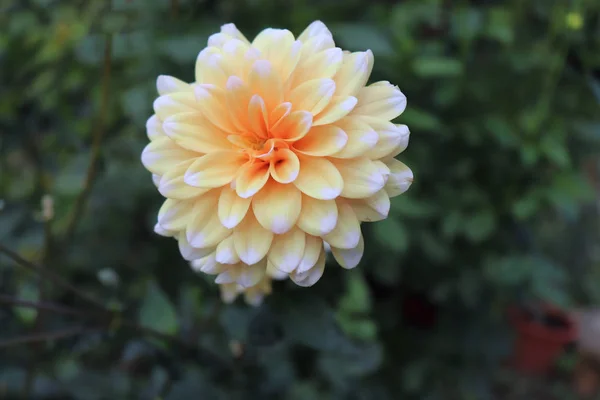 Dalia floreciente en el jardín. Dahlia es un género de plantas perennes arbustivas, tuberosas y herbáceas nativas de México. Hay 42 especies de dalia, con híbridos comúnmente cultivados como plantas de jardín . — Foto de Stock