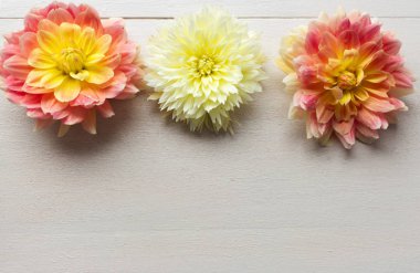 Çiçek kompozisyonu. Tahta arka planda Dahlia çiçekleri. Sevgililer günü, anneler günü, kadınlar günü, bahar konsepti. Düz konum, üst görünüm, kopyalama alanı.