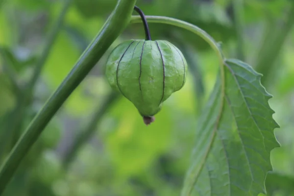 Home grown organic Tomatillo (Physalis philadelphica). Growing in a vegetable garden.Food concept. — Stock Photo, Image