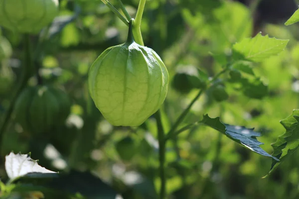 Doma pěstované organické Tomatillo Physalis Philadelphica. Pěstování v zeleninové zahradě.Potravinová koncepce. — Stock fotografie