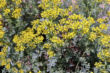Ruta Graveolens (yaygın olarak bilinen adıyla Rue-of-Grace), süs bitkisi ve bitki olarak yetiştirilen bir Ruta türüdür. Aynı zamanda şifalı bir bitki, bir baharat olarak yetiştirilir..