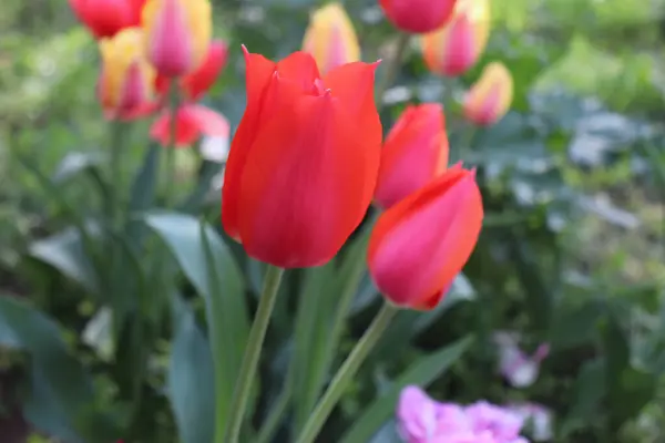 Tulpaner i trädgården. Skott av en tulpaner i blom fungerar perfekt med den gröna bakgrunden. Vårens bakgrund. Gratulationskort för alla hjärtans dag, Kvinnans dag och mors dag.Blommor koncept. — Stockfoto
