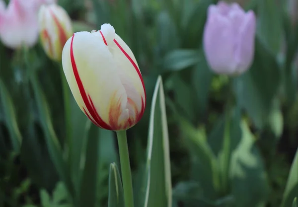 Tulipány v zahradě. Fotka rozkvetlých tulipánů perfektně ladí se zeleným pozadím. Jarní pozadí. Pozdrav na Valentýna, Den žen a Den matek.Koncept květin. — Stock fotografie