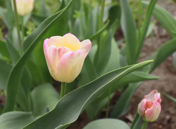 Tulpen im Garten. Foto einer blühenden Tulpe passt perfekt zum grünen Hintergrund. Frühling Hintergrund. Grußkarte zum Valentinstag, Frauentag und Muttertag. Blumenkonzept. — Stockfoto