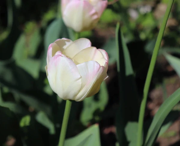 Tulpen im Garten. Foto einer blühenden Tulpe passt perfekt zum grünen Hintergrund. Frühling Hintergrund. Grußkarte zum Valentinstag, Frauentag und Muttertag. Blumenkonzept. — Stockfoto