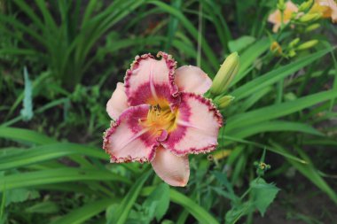 Bahçede lüks çiçek daylily yakın çekim. Daylily cins hemerocallis.Edible çiçek bir çiçekli bitkidir. Daylilies çok yıllık bitkilerdir. Sadece 24 saat çiçek açıyorlar..
