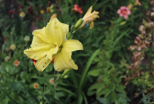 Luxury flower daylily in the garden close-up.Daylily é uma planta com flor do género Hemerocallis.Flores comestíveis. Daylilies são plantas perenes. Só florescem durante 24 horas. . — Fotografia de Stock