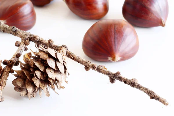 Close up de cones de larício e castanhas frescas na mesa branca. Natal e Ano Novo. Férias de inverno. Cartão de saudação . — Fotografia de Stock