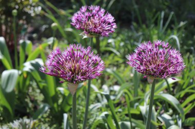 Büyük ve yuvarlak mor çiçekler imparatorun süslediği soğan çiçekleri allium jesdianum. Büyük mor ampuller. Allium soğanlı, soğanlı ve sarımsak kokulu uzun ömürlü bitkilerdir..