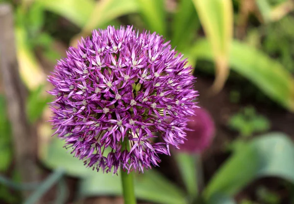 Big and round purple flowers Early emperor ornamental onion flowers allium jesdianum. Big violet bulbs. Allium are bulbous herbaceous perennials with a strong onion or garlic scent.