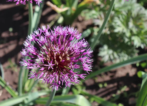 Big and round purple flowers Early emperor ornamental onion flowers allium jesdianum. Big violet bulbs. Allium are bulbous herbaceous perennials with a strong onion or garlic scent.