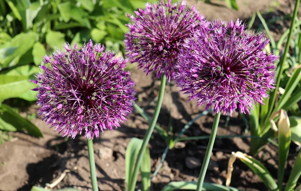 Big and round purple flowers Early emperor ornamental onion flowers allium jesdianum. Big violet bulbs. Allium are bulbous herbaceous perennials with a strong onion or garlic scent.