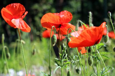 Bir sürü güzel kırmızı çiçek, yeşil arka planda haşhaş. Diğer isimler Papaver rhoeas, yaygın haşhaş, mısır haşhaşı, mısır gülü. Bu haşhaş bir tarım otu olarak dikkat çekicidir. Doğa konsepti.