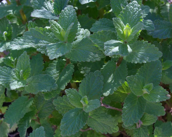 Lemon balm, Melissa officinalis is a perennial herbaceous plant. The leaves have a mild lemon scent. The tea balm, the essential oil, and the extract are used in traditional and alternative medicine — Stock Photo, Image
