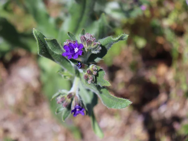 Anchusa officinalis, commonly known as the common bugloss or alkanet. Is a medicinal plant from the borage family.Beautiful spring wildflowers. — Stock Photo, Image