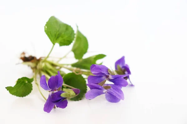 一朵美丽的春花 紫罗兰芬芳在木制的白色背景上 最低纲领主义者美丽的春天野花 花的构图自然概念 — 图库照片