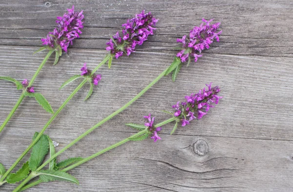 药用植物的成分，俗称贝多尼，紫色贝多尼，在木制背景上被隔离。顶视图，创意平面布局。夏天，春天，母亲节的概念。药用植物. — 图库照片