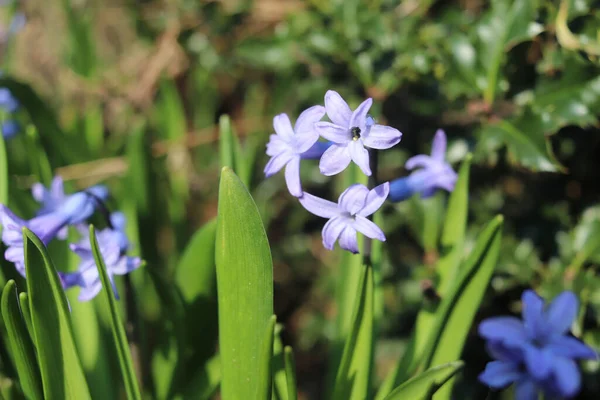 Closeup of scented blue hyacinth flowers in a garden. With a beautifully blurred background effect, copy-space. — Stock Photo, Image