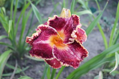 Lüks çiçekli Gascone Dükü, yakın plan çekimde. Gündüzleri Hemerocallis cinsinde çiçek açan bir bitkidir. Yenilebilir çiçek. Zambaklar uzun ömürlü bitkilerdir. Sadece 24 saat çiçek açarlar..