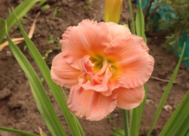 Şatafatlı çiçek Siloam Çifte Klasik Bahçede yakın plan. Gündüzleri Hemerocallis cinsinde çiçek açan bir bitkidir. Yenilebilir çiçek. Zambaklar çok yıllık bitkilerdir..