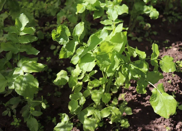 Sium sisarum, comúnmente conocida como escaramuza, a veces se cultiva como un vegetal de raíz. En un huerto ecológico.La planta es de origen chino.Concepto de dieta y alimentación saludable. — Foto de Stock