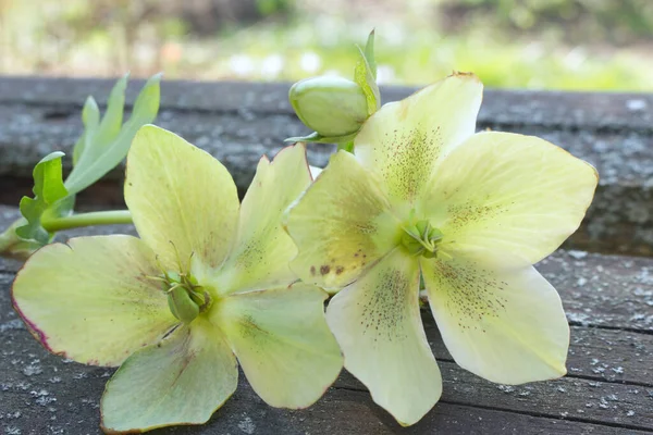 Bloemen samenstelling. Helleborus bloemen op houten ondergrond. Helleborus worden voornamelijk geteeld voor zeer interessante en aantrekkelijke bloesems, die kunnen openen vanaf het midden van de winter. — Stockfoto