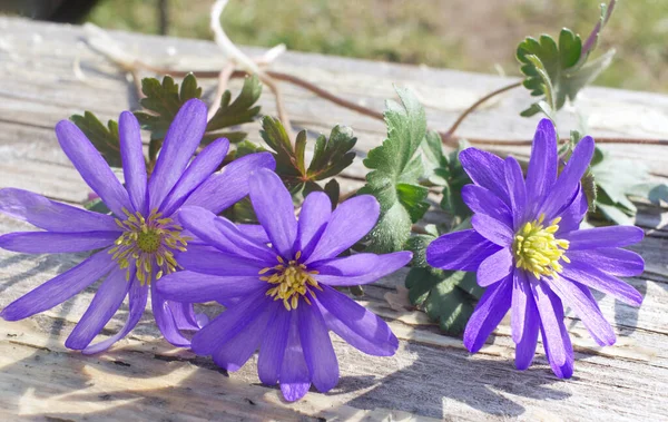 Composition fleurs, Anémone Blanda fleurs sur fond bois. Saint Valentin, fête des mères, fête des femmes, concept printemps. Belle fleur bleue fleurissant au début du printemps. — Photo