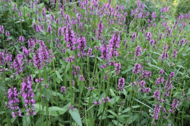 Çiçek açan Betonica officinalis, yaygın isimler betony, mor betony, yaygın çit ısırganı. Şifalı bitkiler, bahçede bitkiler. Arka planda bulanıklık. Doğa konsepti..