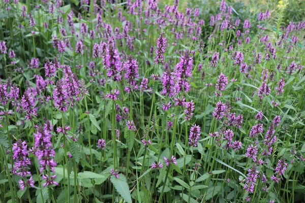 Çiçek açan Betonica officinalis, yaygın isimler betony, mor betony, yaygın çit ısırganı. Şifalı bitkiler, bahçede bitkiler. Arka planda bulanıklık. Doğa konsepti..