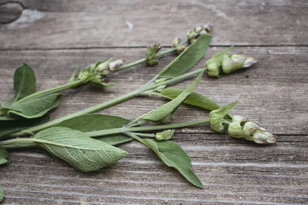 Gyógynövény Salvia officinalis izolált fa asztalon homályos virágok. A növényt nem csak gyógynövényként használják, hanem fűszerként is az egészséges táplálkozás koncepcióját.. — Stock Fotó