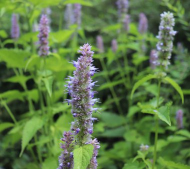 Agastache rugosa tıbbi ve süs amaçlı bir bitkidir. Genelde Kore Darphanesi olarak bilinirler. Bahçedeki bitkiler.