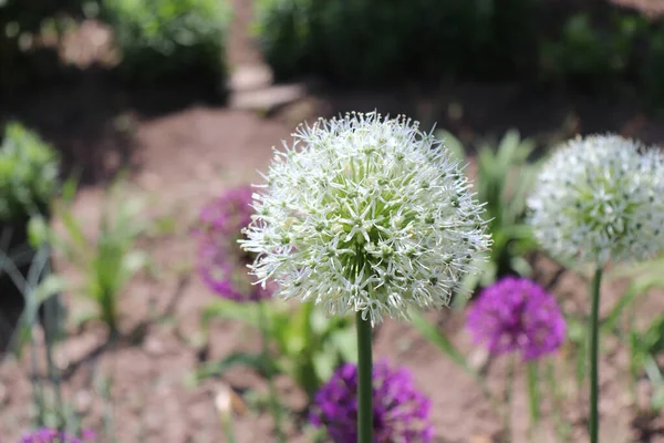 Uzun ve beyaz, Allium Mont Blanc adı ile önerildiği gibi, sapasağlam ve dik sapları üzerinde saf beyaz, muhteşem bir güzelliktir. İlkbaharın sonundan yazın başına kadar açar.. — Stok fotoğraf