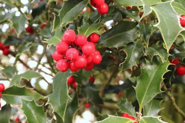 Avrupa 'da Noel' in sembolü. Soğuk kış havasında, ağacın tepesinde çobanpüskülü güzel kırmızı böğürtlen ve keskin yapraklar. Arka plan bulanık. Ilex, ya da Holly, küçük, sonsuza kadar yeşil ağaçlardan oluşan bir cinstir. Doğa konsepti.