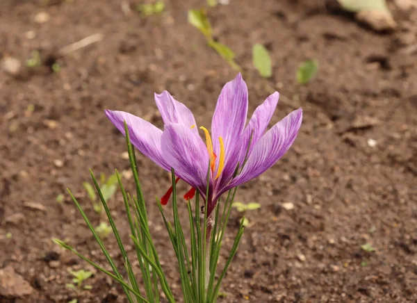 Widok Kwitnących Kwiatów Crocus Sativus Rośnie Ogrodzie Ekologicznym Październiku Szafran — Zdjęcie stockowe