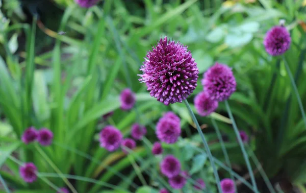 Alliumtrumpinnen, även känd som sphaerocephalon, producerar tvåfärgade, Bourgogne-gröna blomhuvuden. Blommorna Ã ¶ ppnar grÃ ¶ nt, sedan bÃ ¶ rja bli lila. Familjen Amaryllidaceae. — Stockfoto