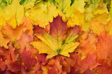 Sonbahar degrade. Düşen akçaağaç yaprakları. Yumuşak bir renk geçişi ile çok renkli bileşimi bırakır.