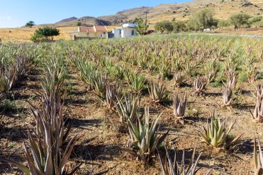  Aloe Vera alan. Crete, Yunanistan. Aloe vera ekolojik tarımı.
