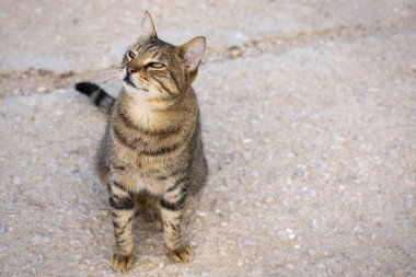 Şirin kedi sokakta oturuyor..