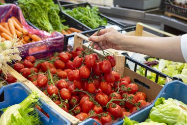 Pazar tezgahında lezzetli olgun İtalyan domates bir kutu. Dişi el domates bir dalı tutan. Gıda pazarında Alıcı.