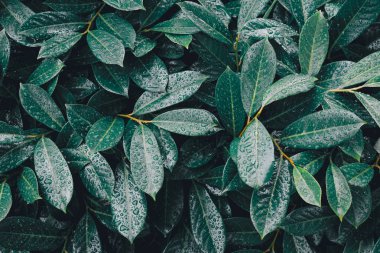  Su damlaları ile yeşil yapraklar. Yaz yağmuru. Doğal arka plan.